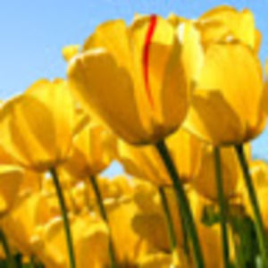 Meet your Posher, Cynthia